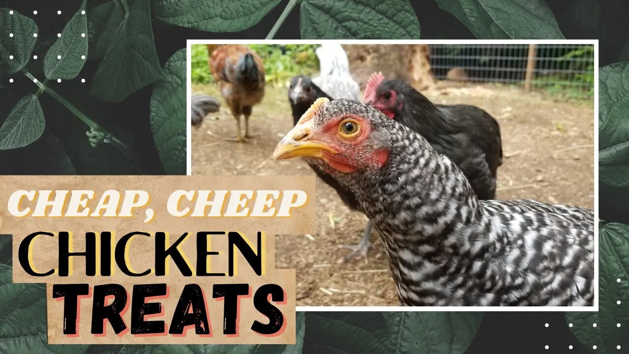 WHAT TO FEED BACKYARD CHICKENS?? | What do CHICKENS Like to EAT?? | Budget Chicken Treats