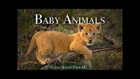 Baby Animals 4K - Amazing World Of Young Animals | Scenic Relaxation Film Scenic Scenes