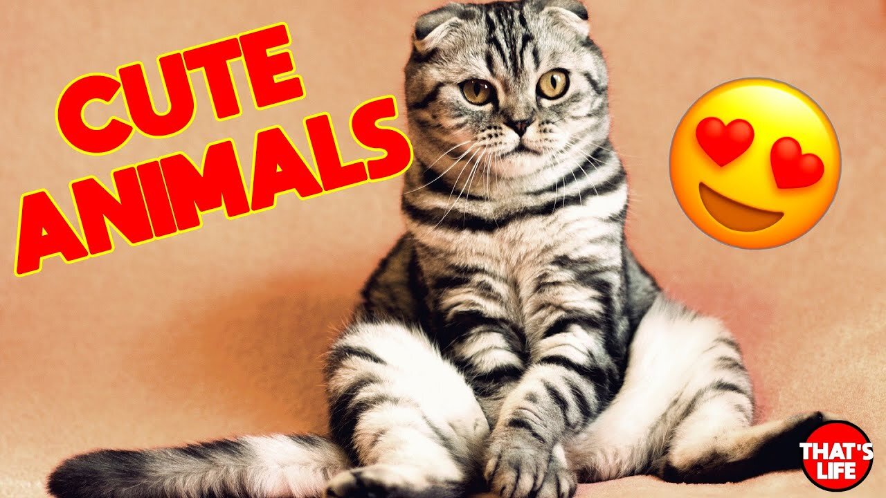 Best Funny & Cute Animal Pet Compilation Best 2023😹🐶 Adorable 💖