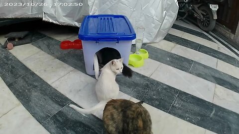 kittens & there pregnent mother reaction to there renovated house