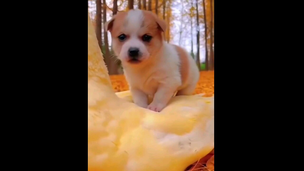 cute_#little_#puppy_#duckling_#(Love)😱💞💞👌