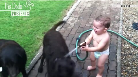 Babies Laughing at pets/ The Dodo