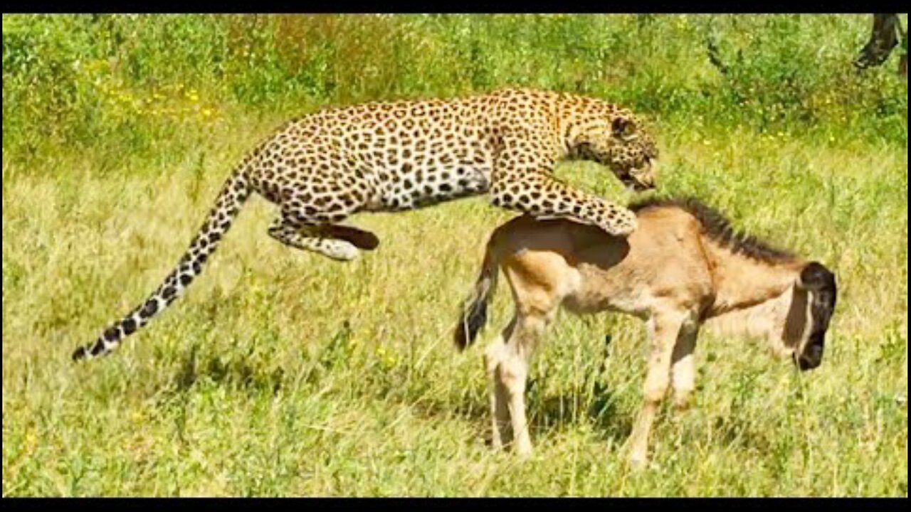 Leopard Gives Baby Wildebeest Last Fright of its Life!