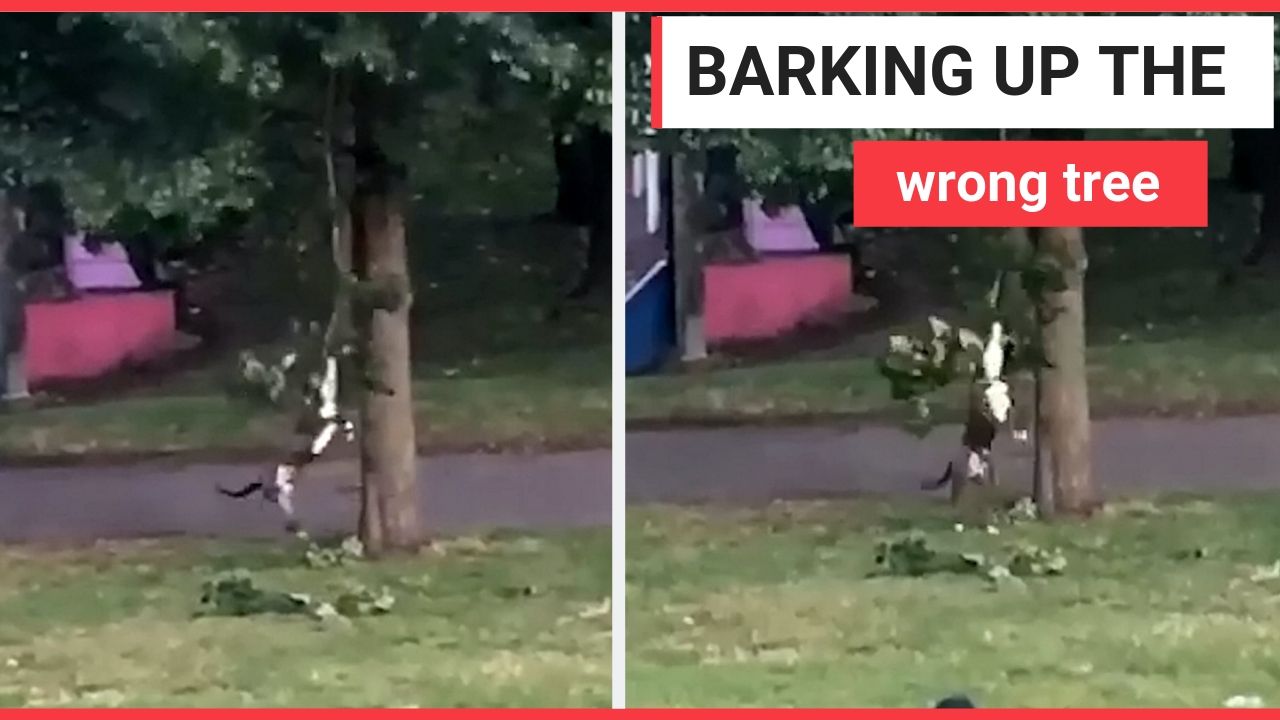 Hilarious moment playful dog swings from tree