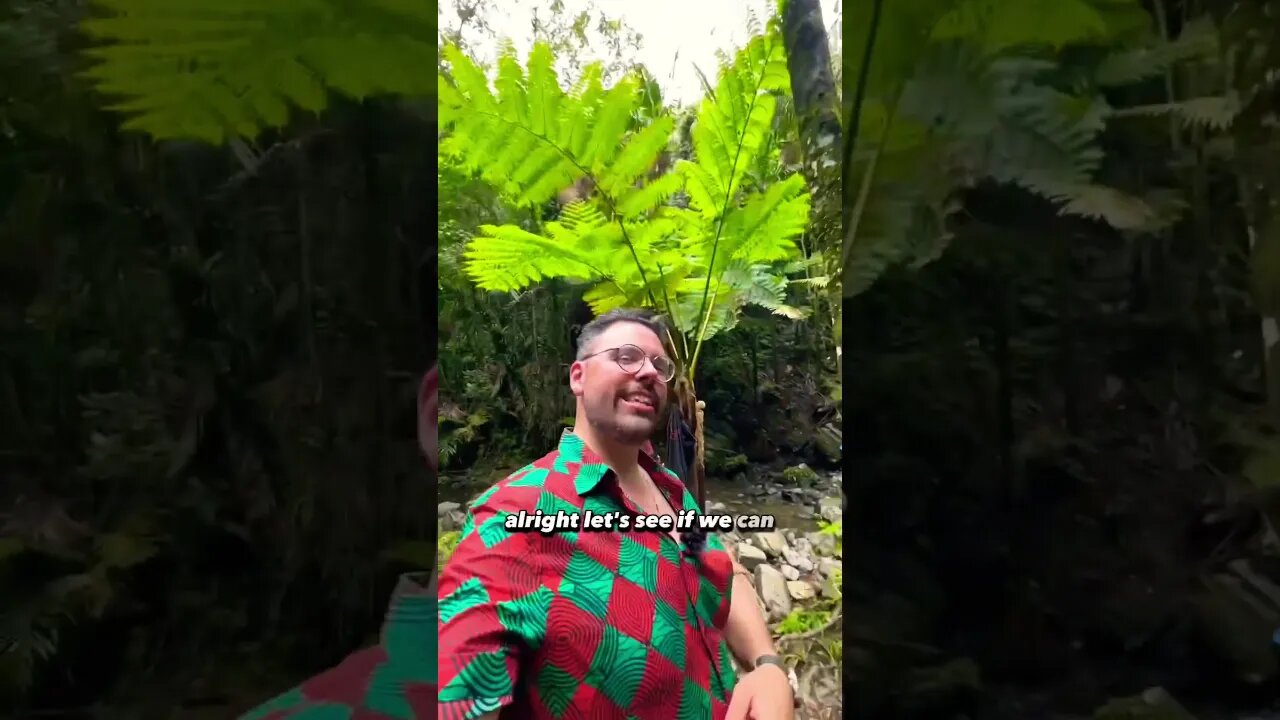 The Waterfall you must visit in Puerto Rico’s El Yunque Rainforest (with @TongoPR)