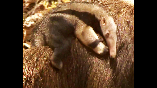 Hello Little Anteater....