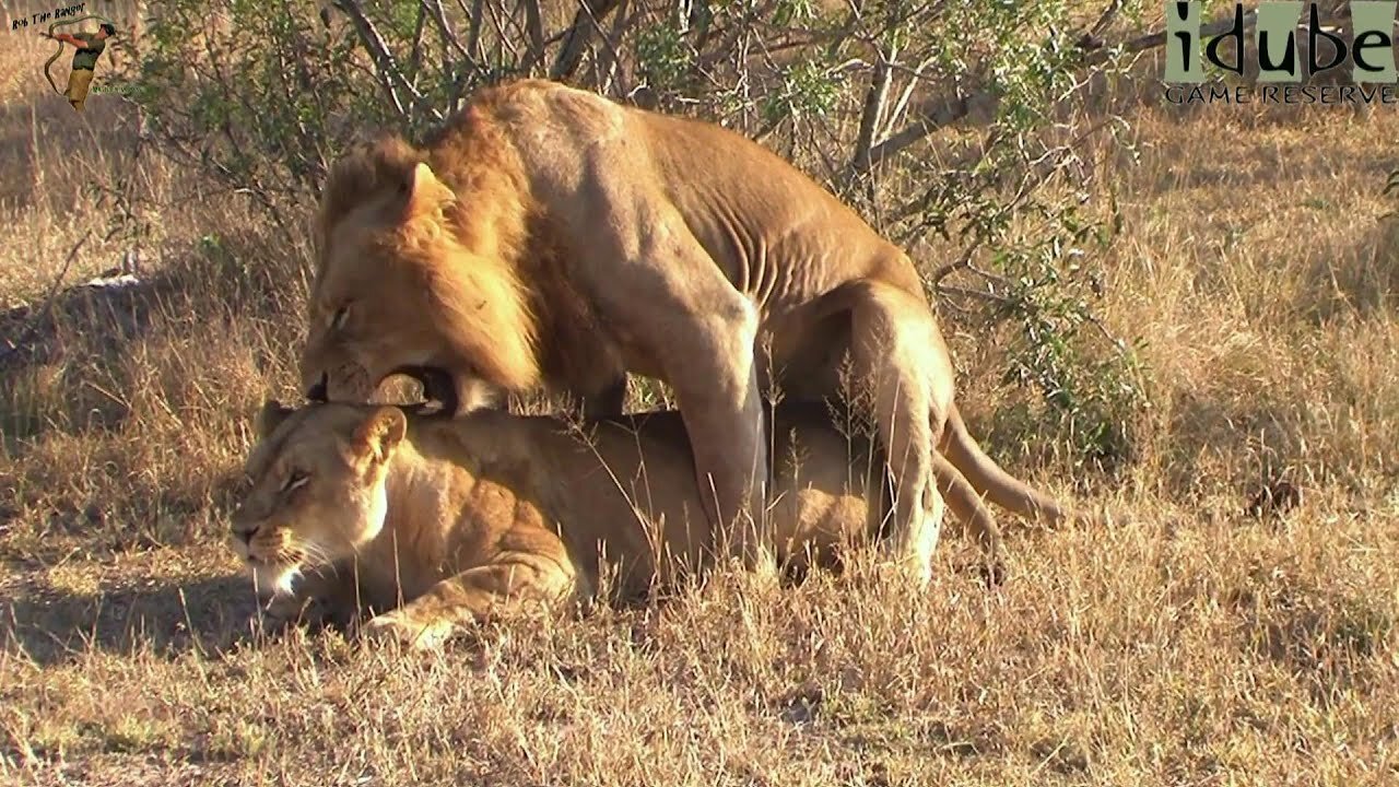 WILDlife: Pairing Lions In The Morning Sun