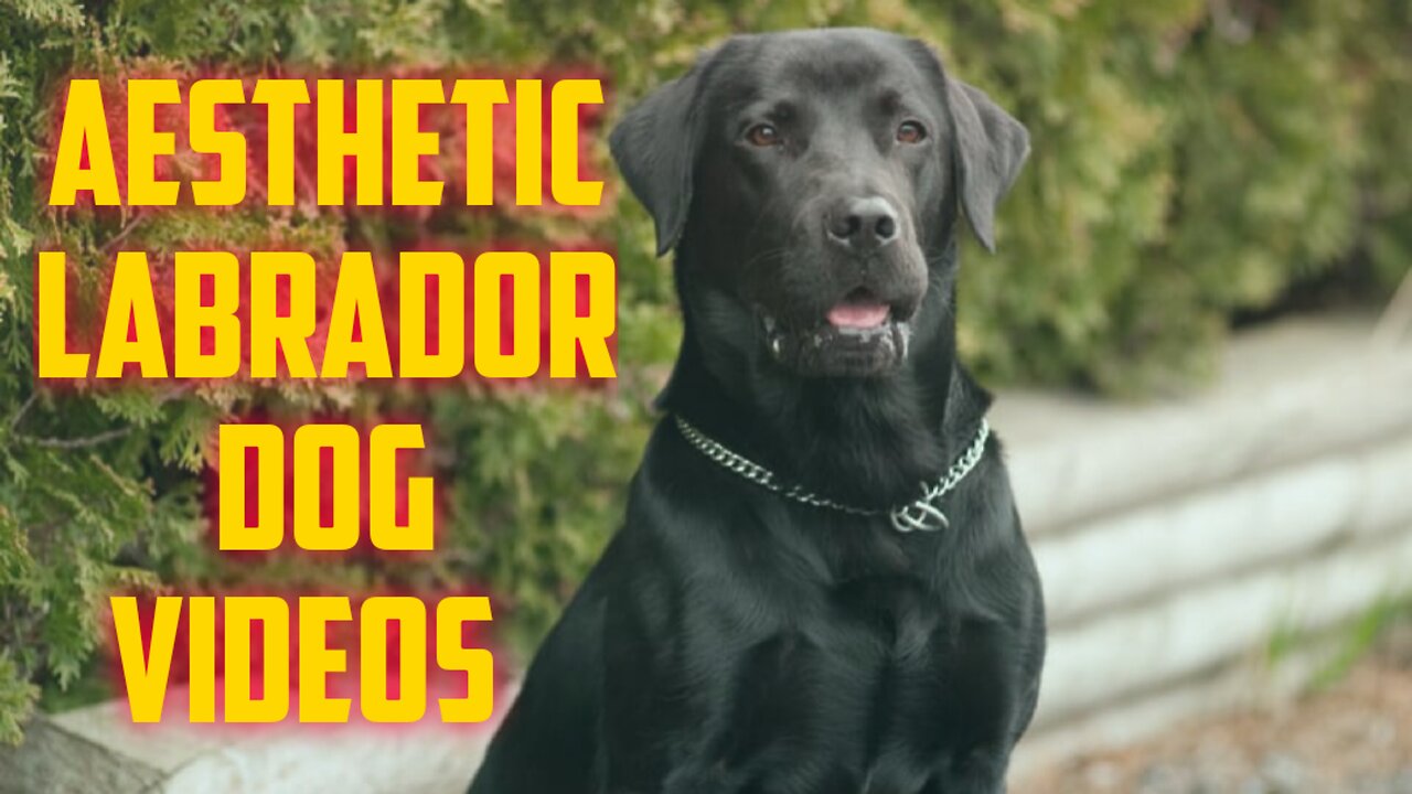 labrador dog aesthetic videos