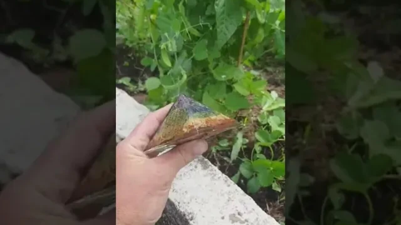 Ballade Matinale dans le Jardin Des Orgonites