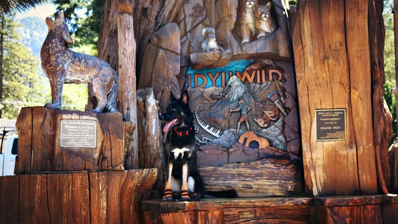 Idyllwild Adventure With My German Shepherd - Vlog