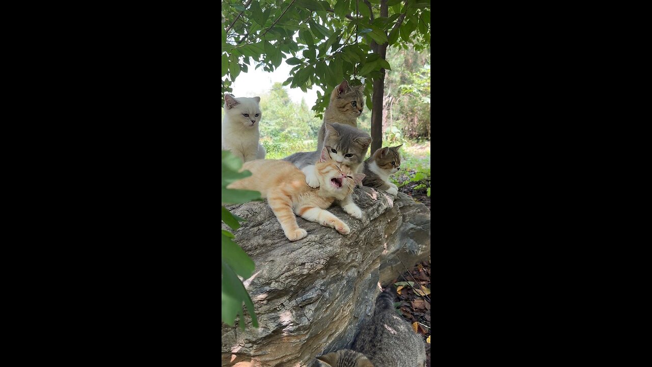 FUNNIEST ANIMALS VIDEO COMPILITION 2024