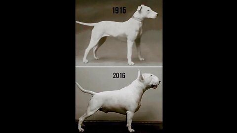 ENGLISH BULL TERRIER: creation, problems, restoration, use & comparison APBT ISBT AST Patterdale