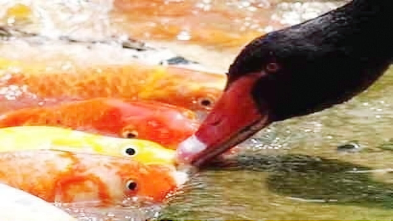 Swan feed fish !!!