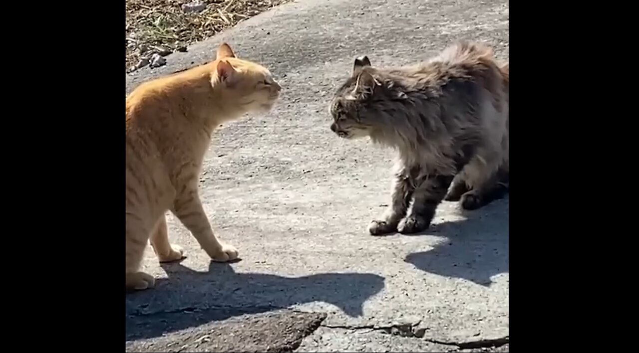 Cat Standoff Ends With A Splash