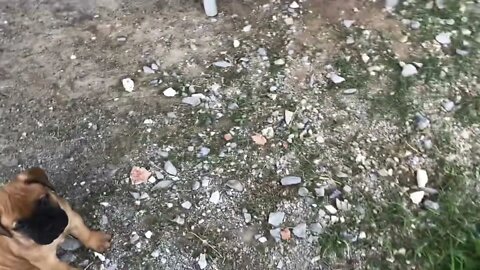 LonelyCreek Serenity litter