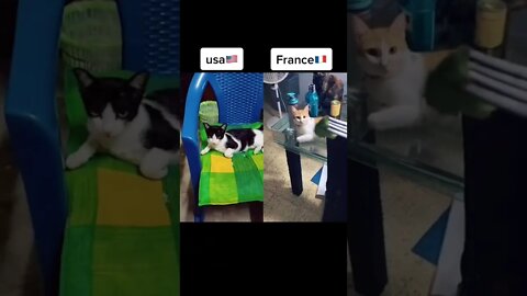 USA VS FRANCE CAT🐈🐈🐈