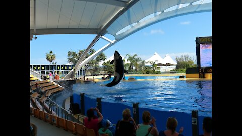 Whale breaches