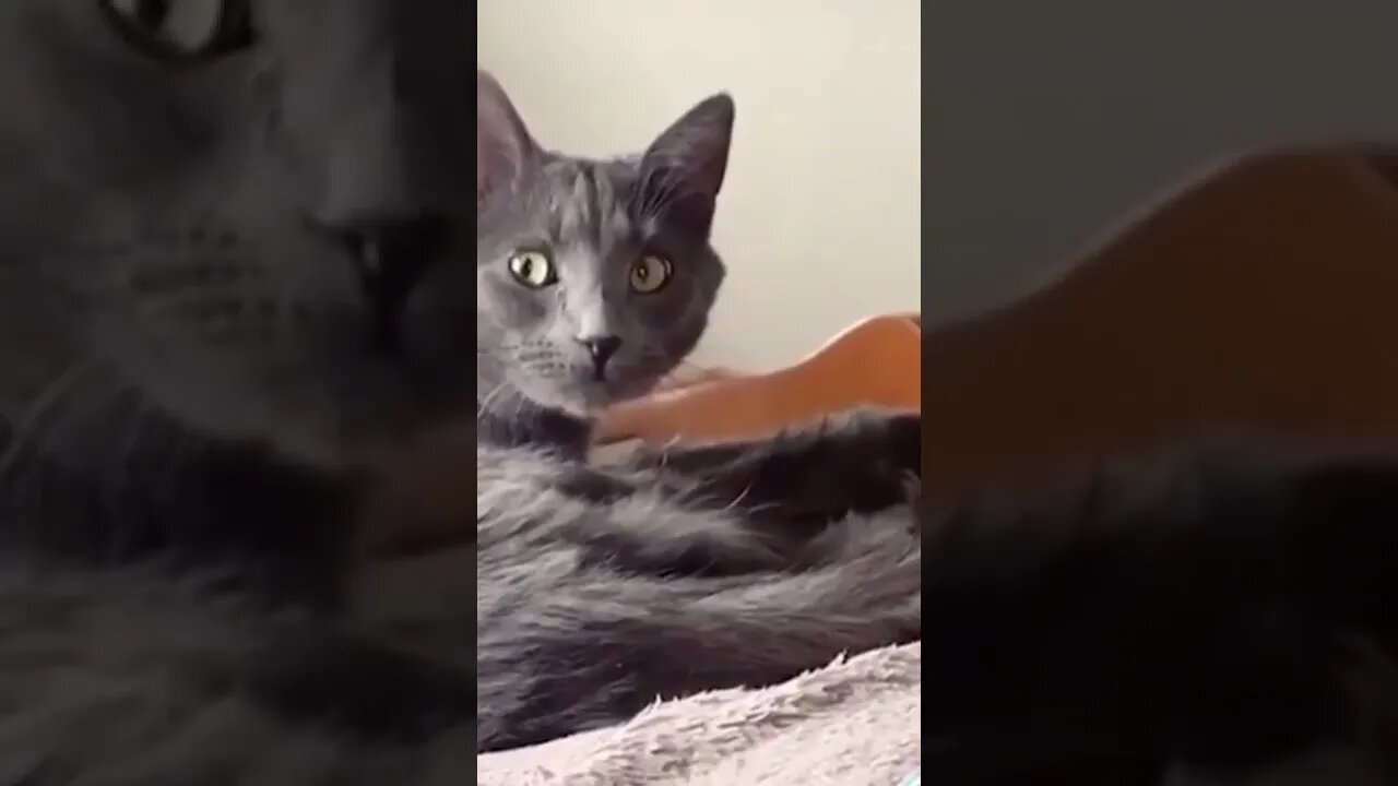 BEST FUNNY PET VIDEOS #7 - Try Not To Laugh #shorts