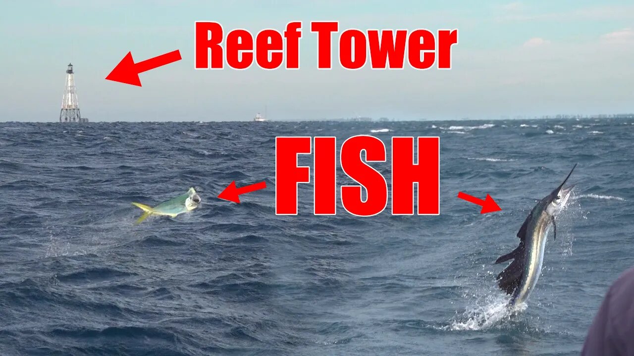 Mahi & Sailfish in Shallow water off Islamorada {catch and cook}