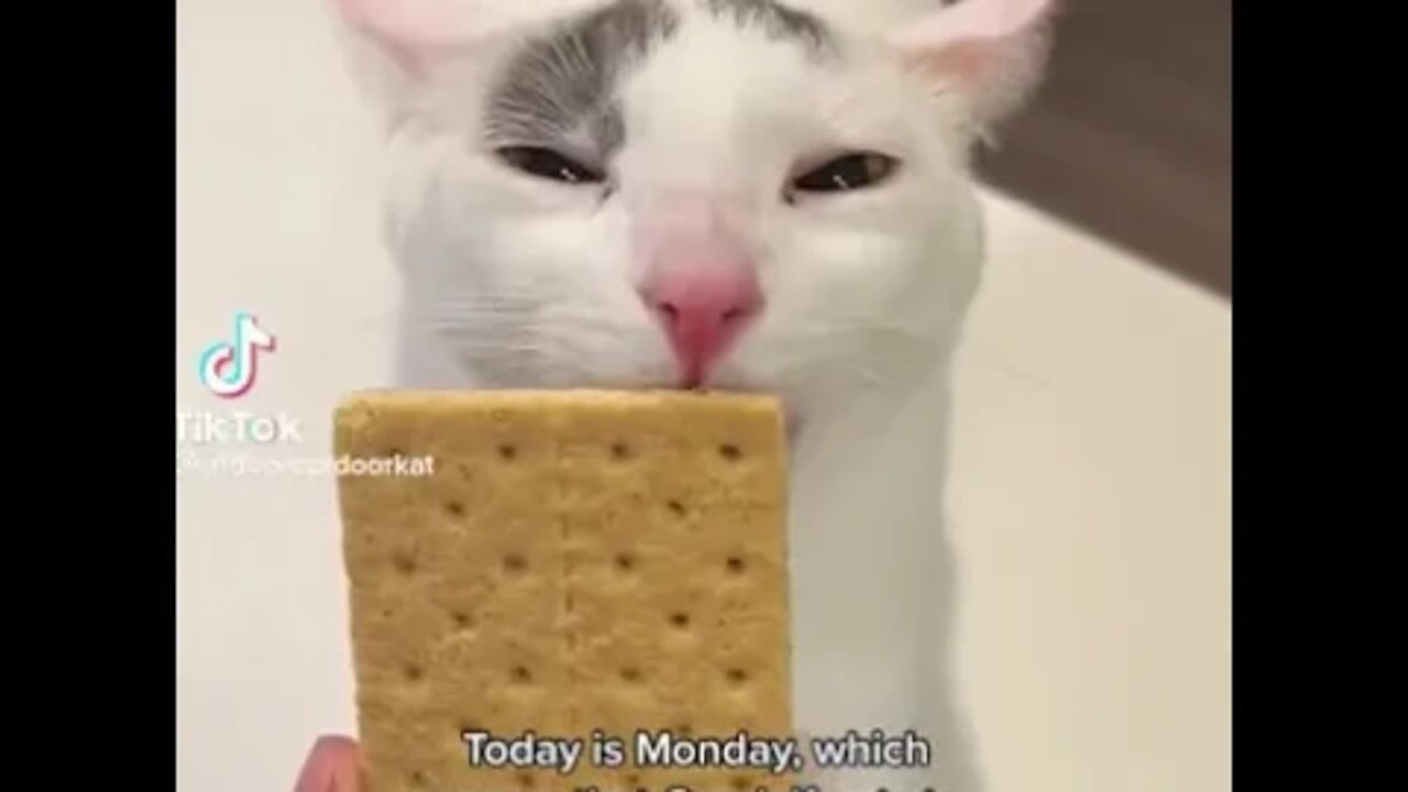 Humor is randomly generated (Cat edition)