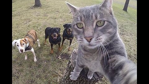 Funniest Cat & Dog