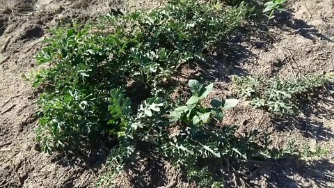 Fiz uma pequena plantação de melancia aqui no Sertão