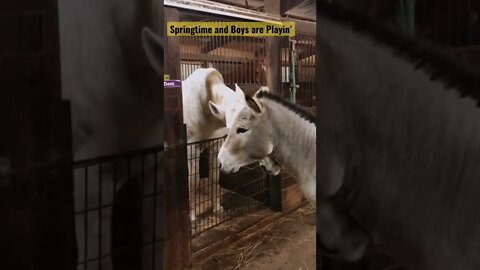 It’s springtime and the boys are playin’ #shorts #animallover #donkey #horses #boyplay #springtime