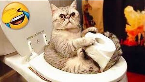 The best cats funny moments in the world!