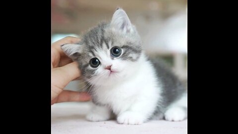 Cute cat