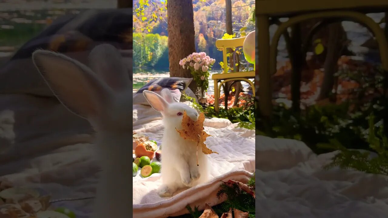 Yera #shorts #youtube #youtubeshorts