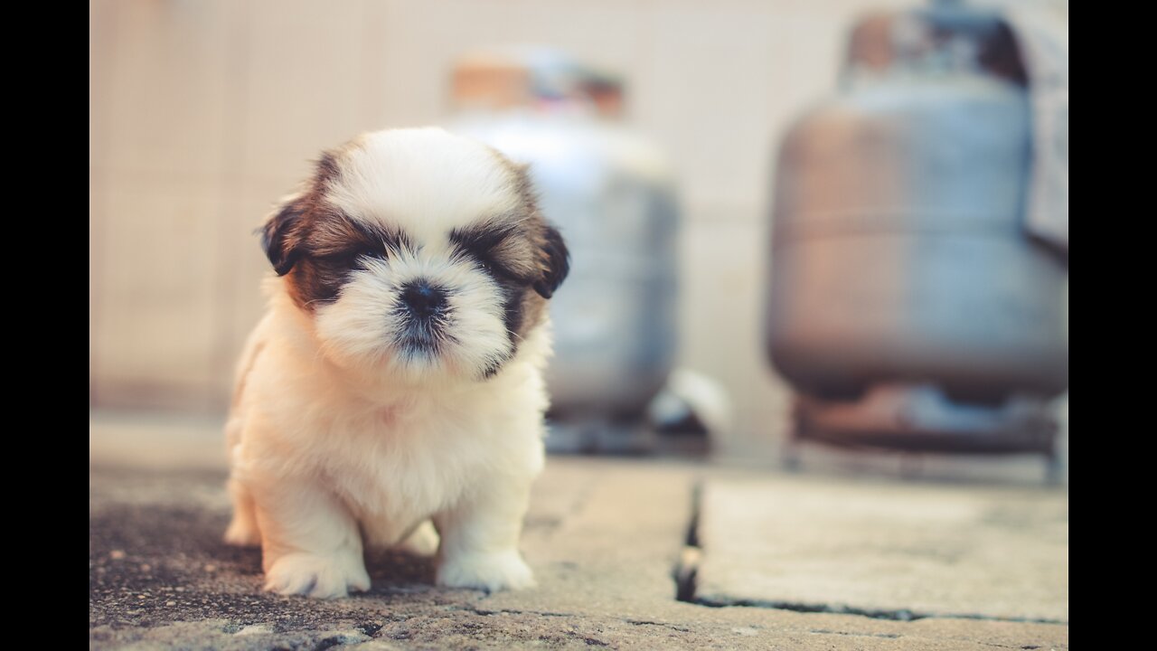 Baby Dogs - Cute and Funny Dog Videos Compilation