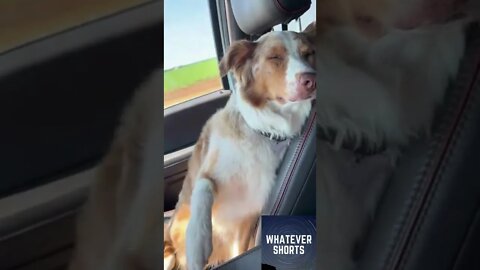 Dog fails to stay awake #shorts #dog #animals #sleep