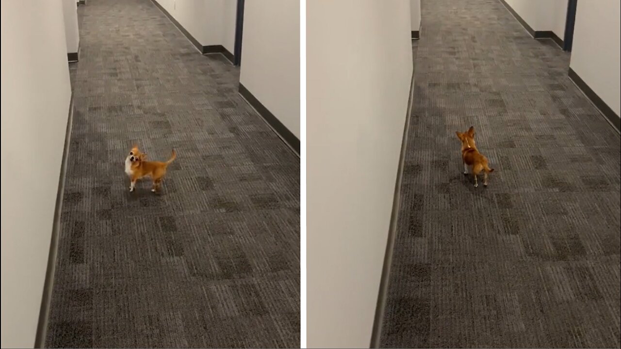 A little dog runing down the hall - Very cute video with dog