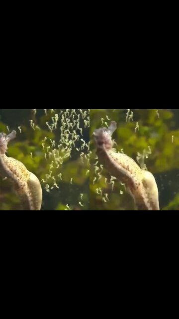 Male Seahorse giving birth!😳