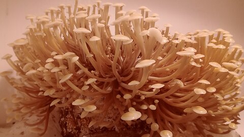 golden enoki, home grown, #mushrooms ,_0