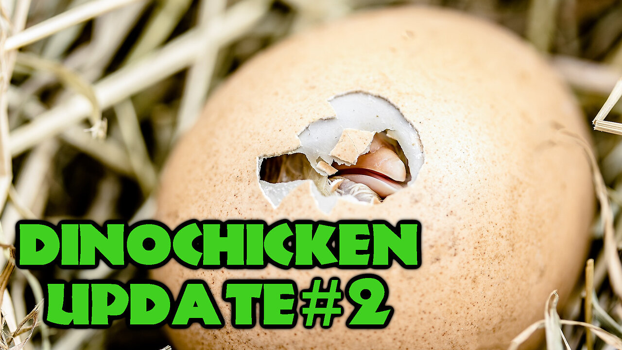 State of The Chickenosaur Project | Dinosaur Chicken Project Update #2