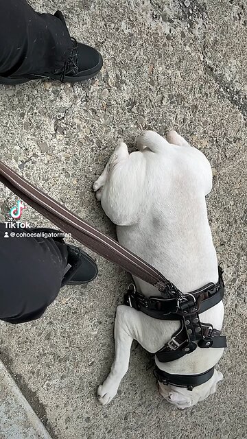 SUV 🚙 , CARS 🚘 , VANS 🚐 , PICKUPS passing , main street , 🛻 , most white color like dog 🐶