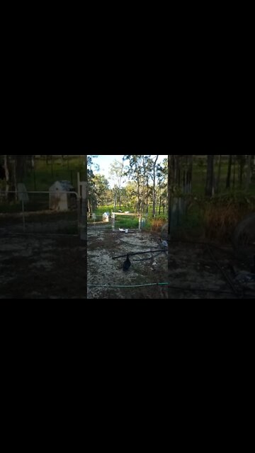 And then there was two ducks on the fence