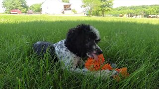 Green Male Poodle Puppy