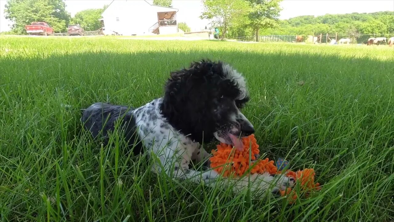 Green Male Poodle Puppy