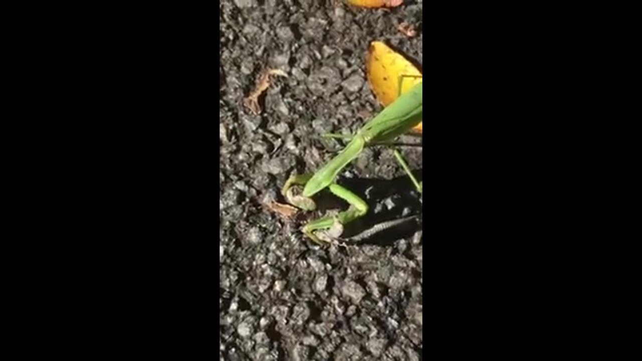 Praying Mantis Feasts on Baby Turtle 🐢🦗