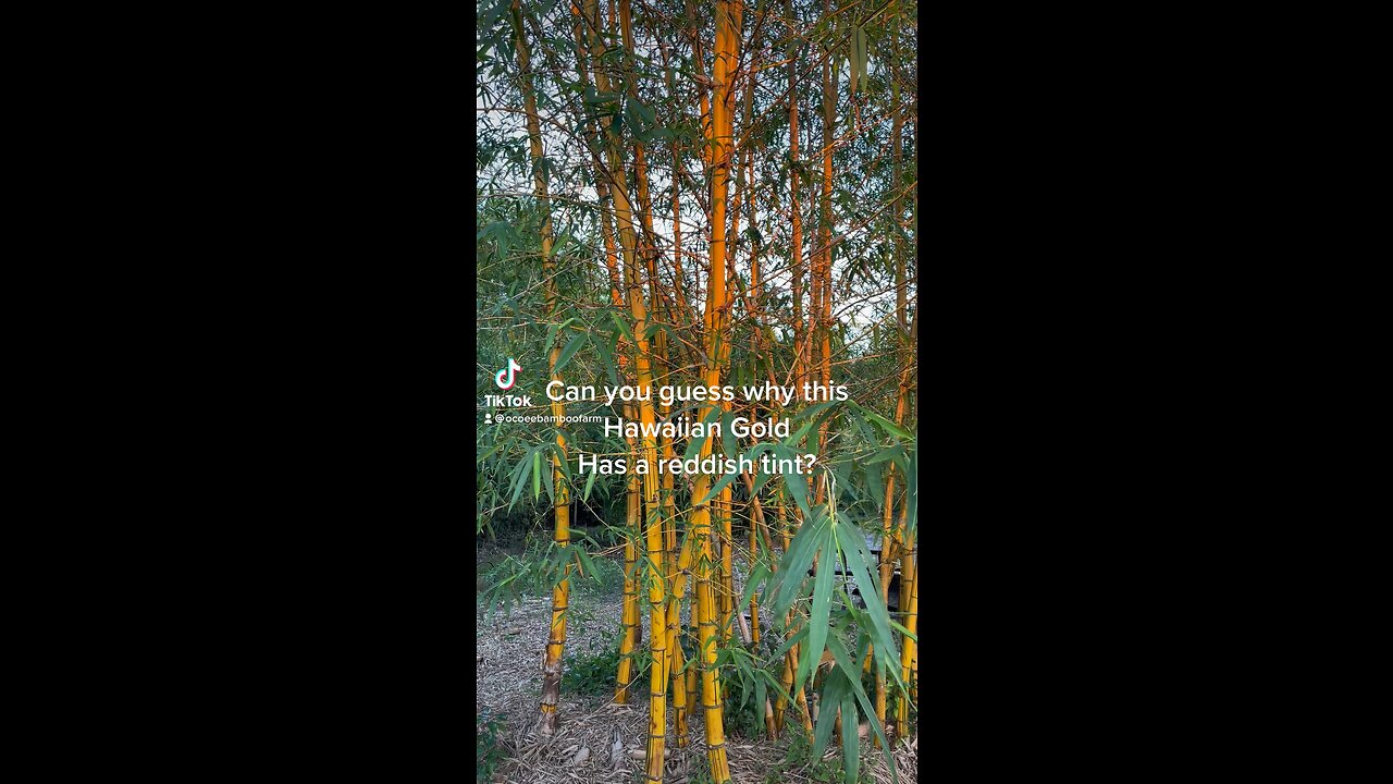 Can you guess why the Hawaiian Gold Bamboo has reddish tint?