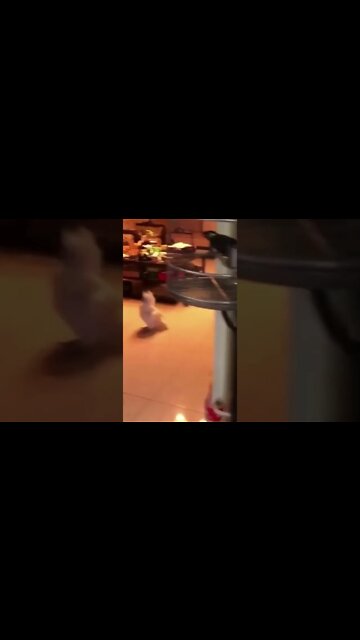 ANIMAIS ENGRAÇADOS E FOFOS #shorts #Pets #gatinhos #cachorrinhos