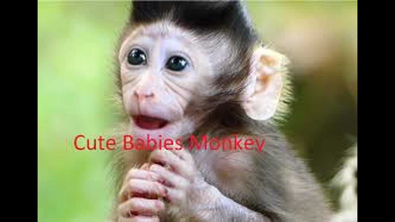 Funny Monkey | Funny and Cute Monkey Videos Compilation - Monkey Videos