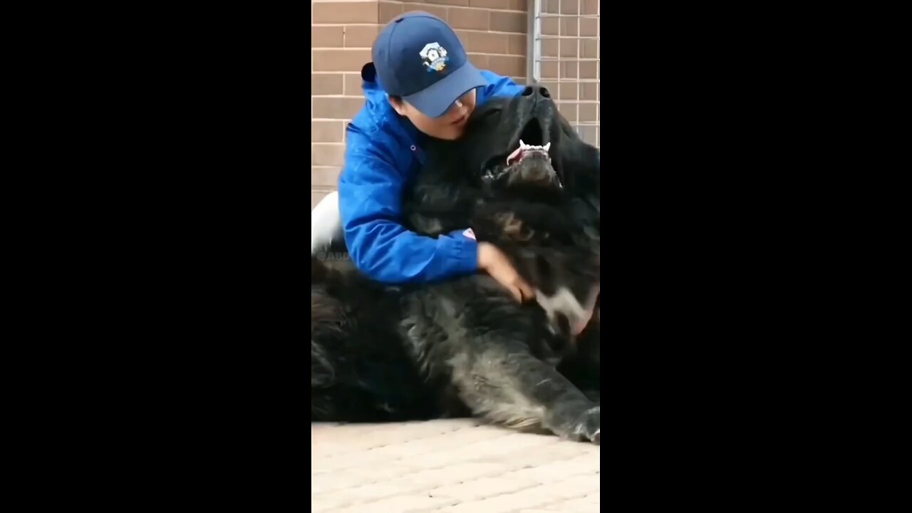 Caucasian Shepherd Dog Breeds: Ultimate Family Guardian!"