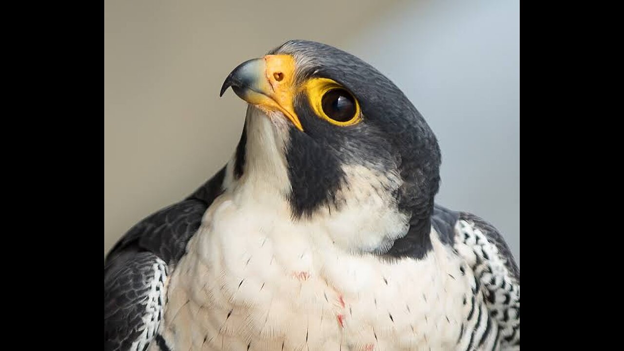 Peregrine Falcon Jumbo Jet speed bird