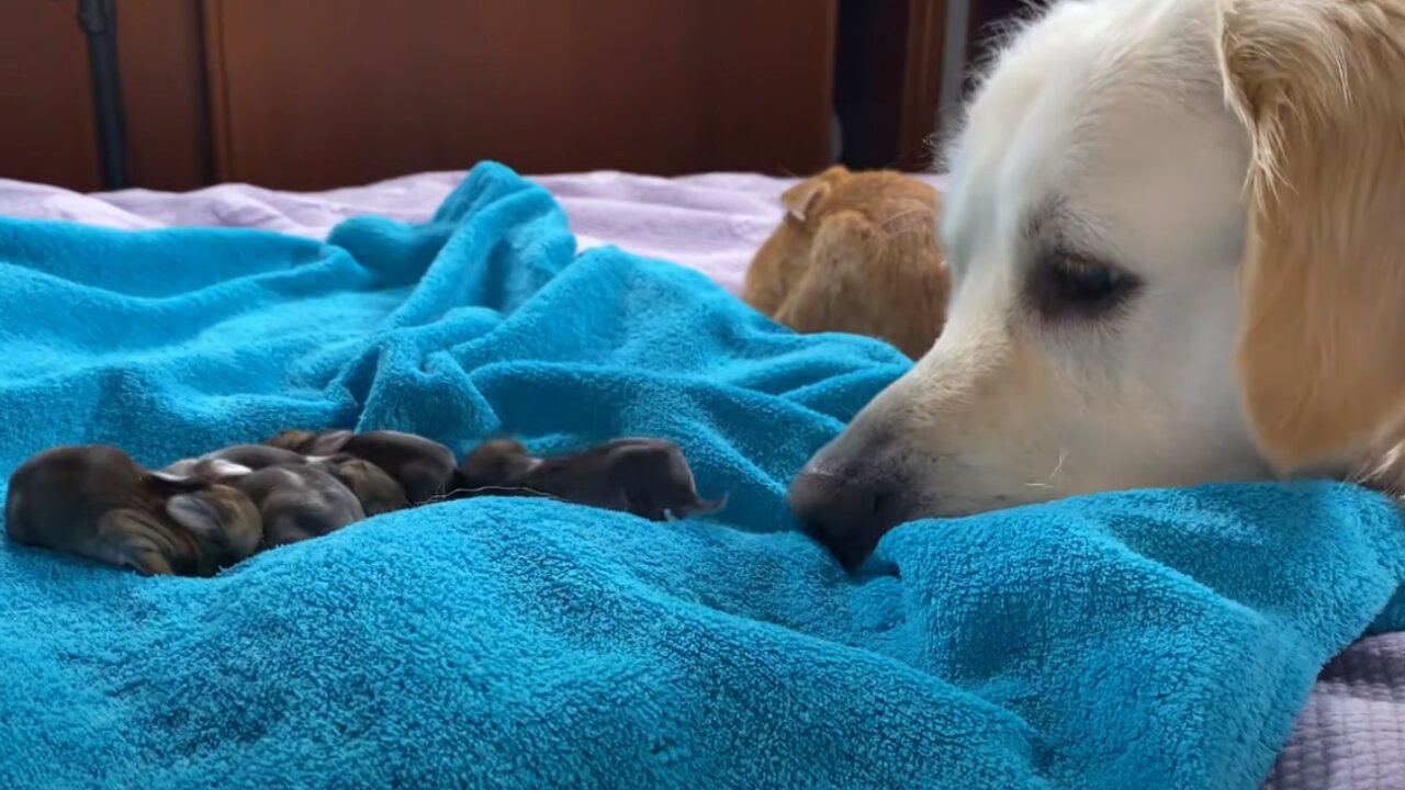 The Funniest and Cutest Golden Retriever Reaction to Baby Bunnies 5 days old