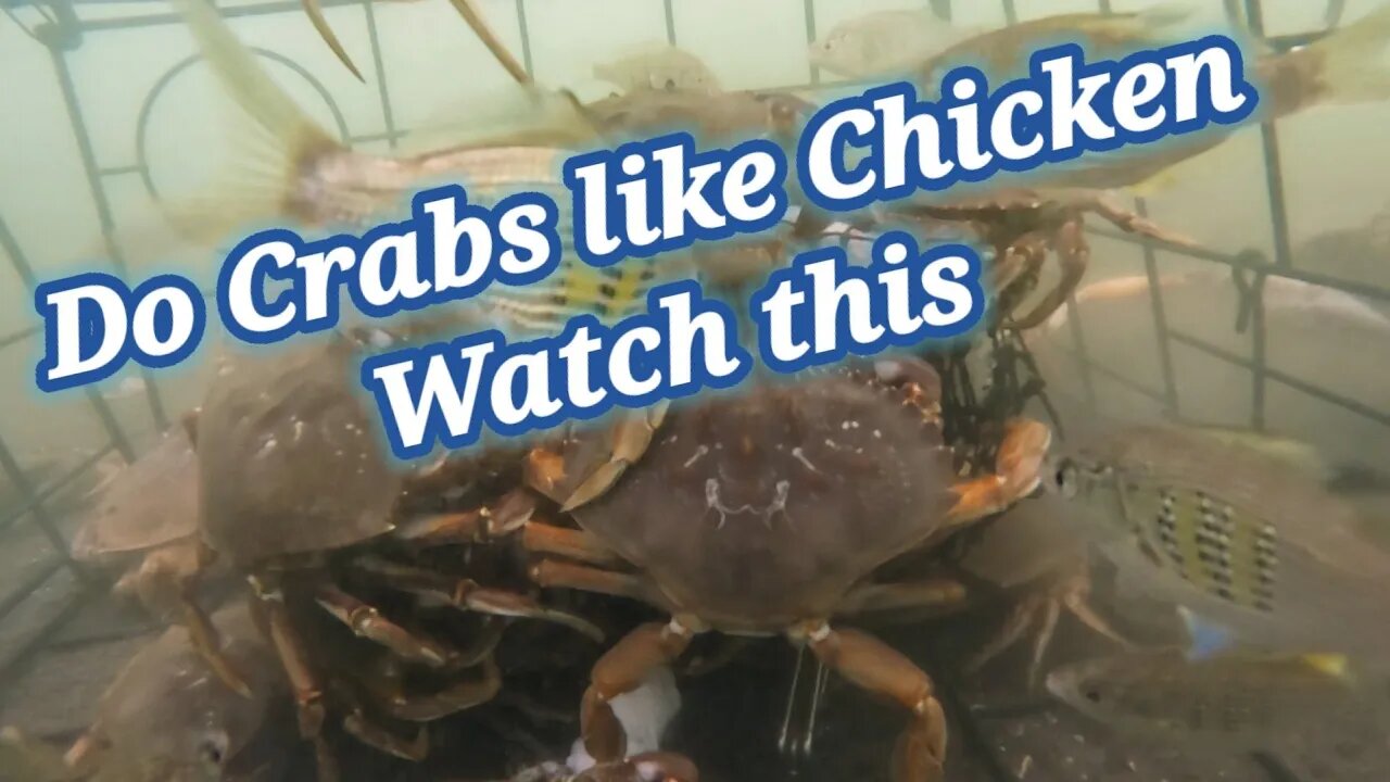 Do Crabs like Chicken Watch this