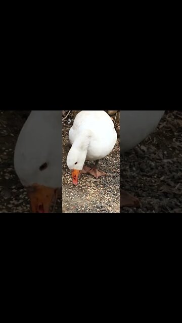 Beautiful pilgrim geese free ranging