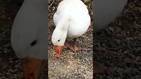 Beautiful pilgrim geese free ranging